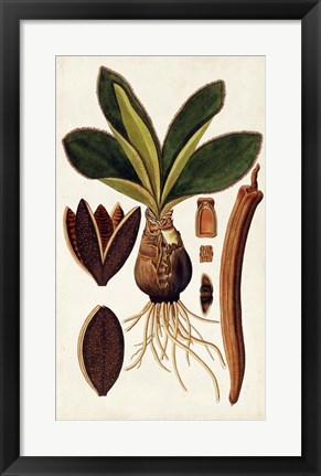 Framed Leaf Varieties V Print