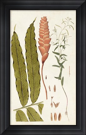 Framed Leaf Varieties VII Print