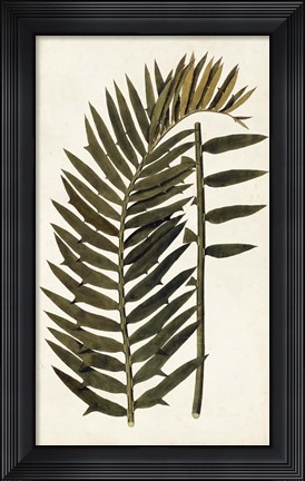 Framed Leaf Varieties VIII Print