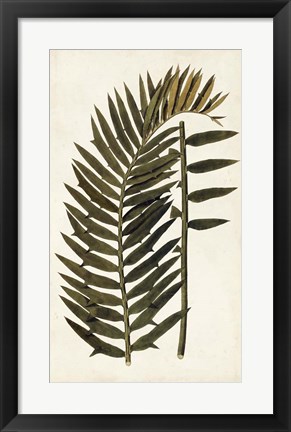 Framed Leaf Varieties VIII Print