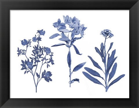 Framed Indigo Pressed Florals II Print