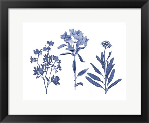 Framed Indigo Pressed Florals II Print