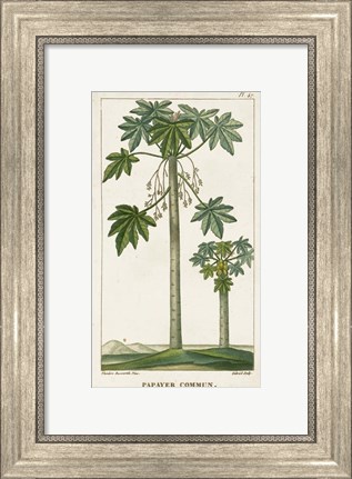Framed Exotic Palms II Print