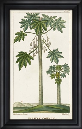 Framed Exotic Palms II Print