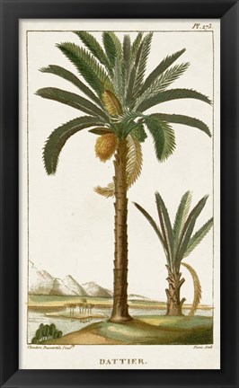 Framed Exotic Palms IV Print