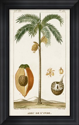 Framed Exotic Palms V Print