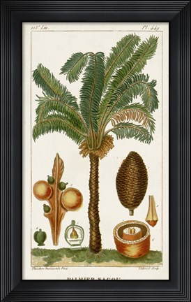 Framed Exotic Palms VII Print