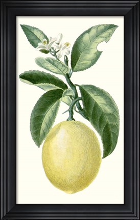Framed Fruit I Print