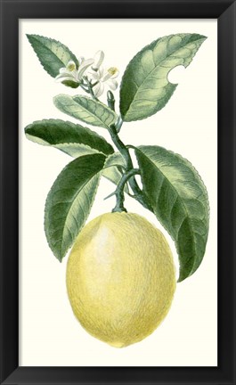 Framed Fruit I Print