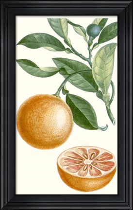 Framed Fruit II Print
