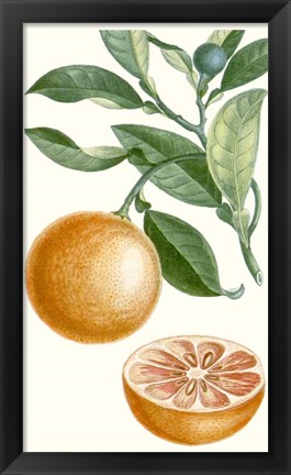 Framed Fruit II Print