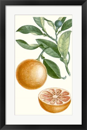 Framed Fruit II Print