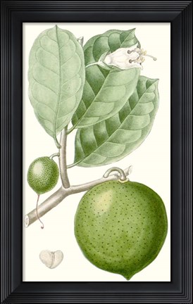 Framed Fruit III Print