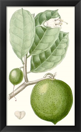 Framed Fruit III Print