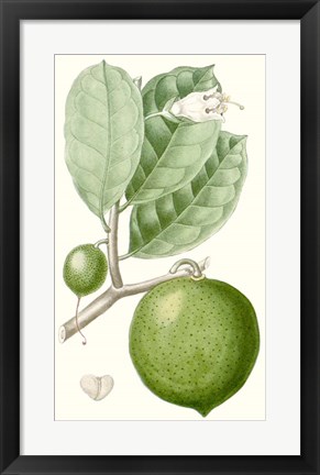 Framed Fruit III Print