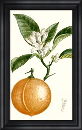 Framed Fruit IV Print