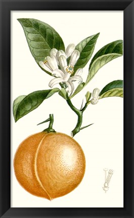 Framed Fruit IV Print