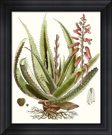 Framed Antique Aloe I Print