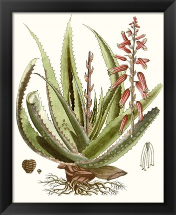 Framed Antique Aloe I Print