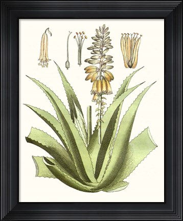 Framed Antique Aloe II Print