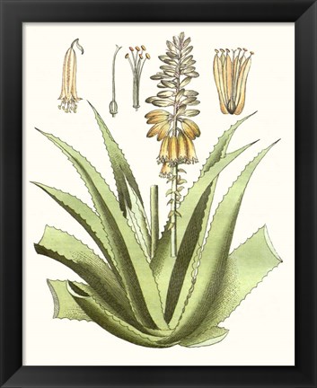 Framed Antique Aloe II Print