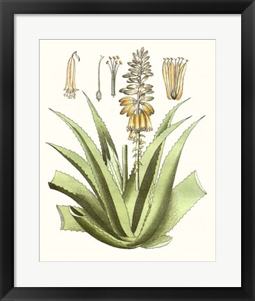 Framed Antique Aloe II Print