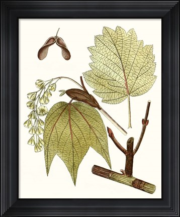 Framed Maple Leaves II Print