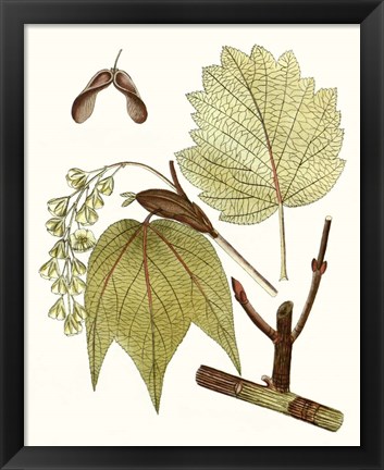 Framed Maple Leaves II Print