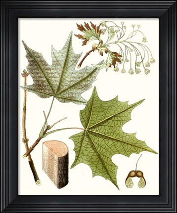 Framed Maple Leaves III Print