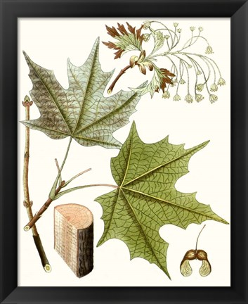 Framed Maple Leaves III Print