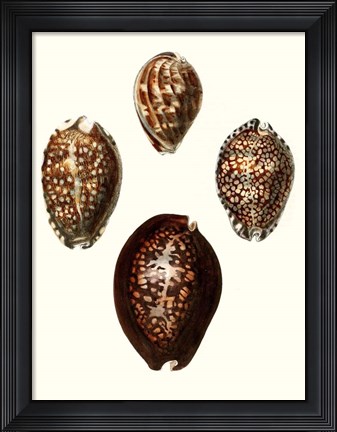 Framed Conchologia Iconica I Print
