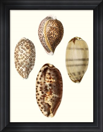 Framed Conchologia Iconica II Print