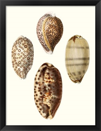 Framed Conchologia Iconica II Print