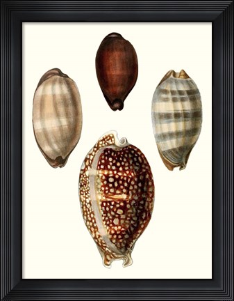 Framed Conchologia Iconica III Print