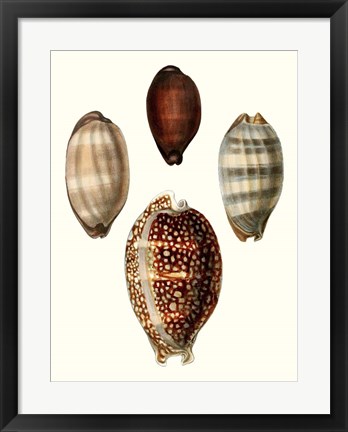 Framed Conchologia Iconica III Print