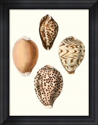 Framed Conchologia Iconica IV Print