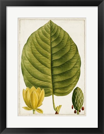 Framed Antique Flowering Trees I Print