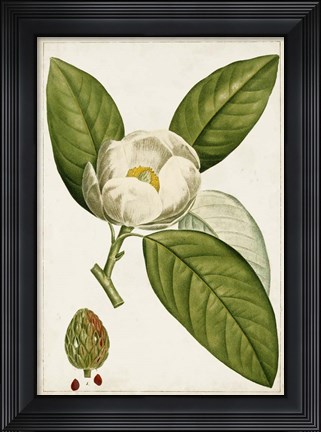 Framed Antique Flowering Trees II Print