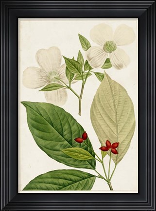 Framed Antique Flowering Trees III Print