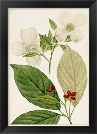 Framed Antique Flowering Trees III Print