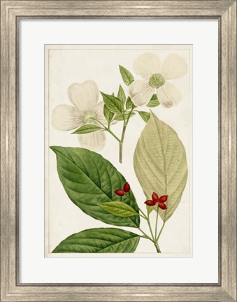 Framed Antique Flowering Trees III Print