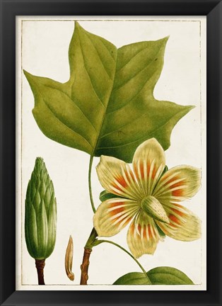 Framed Antique Flowering Trees IV Print