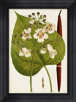 Framed Antique Flowering Trees V Print