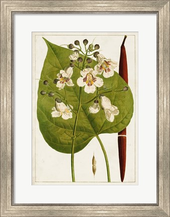 Framed Antique Flowering Trees V Print
