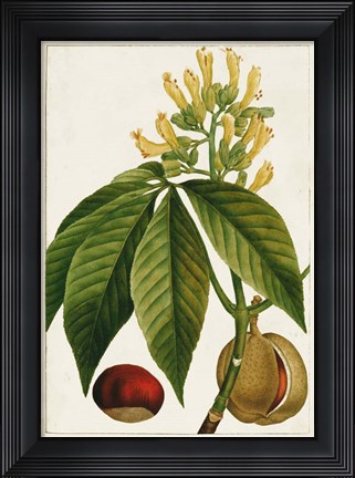 Framed Antique Flowering Trees VI Print