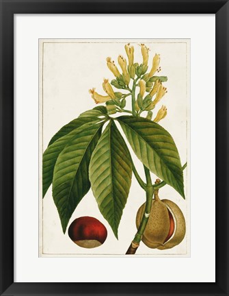 Framed Antique Flowering Trees VI Print