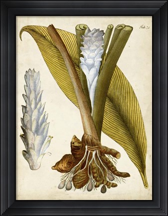 Framed Horticultural Specimen I Print