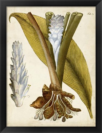 Framed Horticultural Specimen I Print