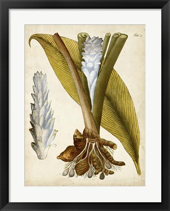 Framed Horticultural Specimen I Print