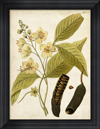 Framed Horticultural Specimen II Print